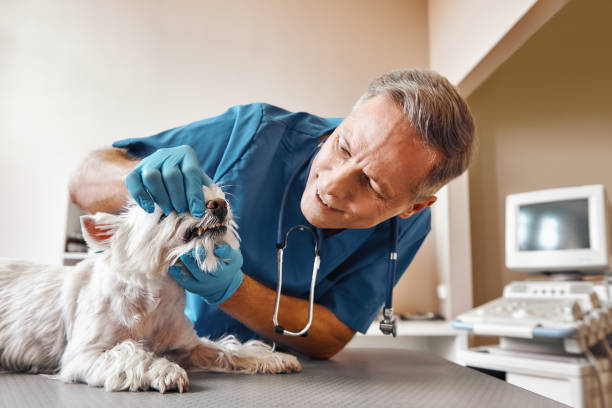 Best 24-Hour Emergency Dentist in Shinnston, WV